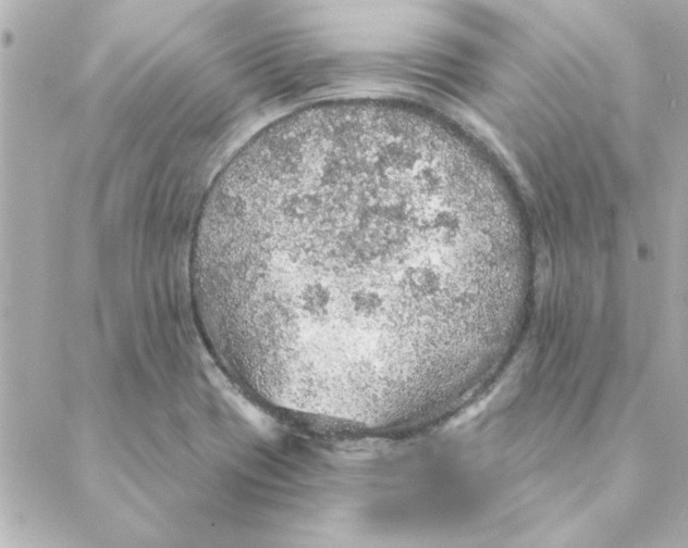 X0000088181417200706051130