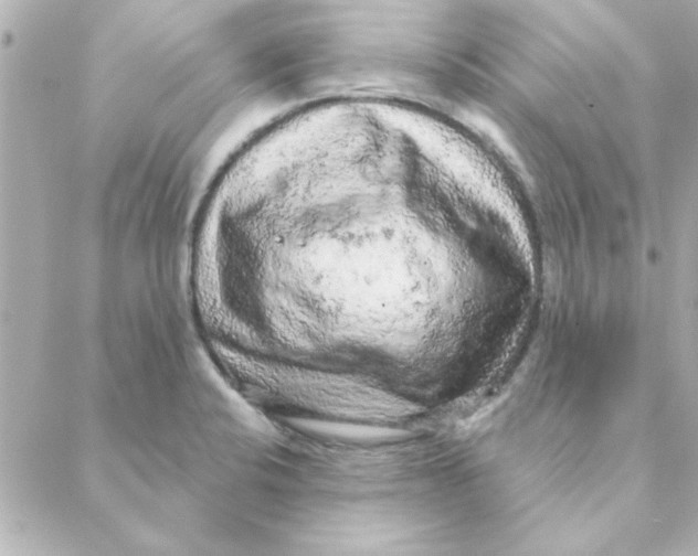 X0000088181424200706051130