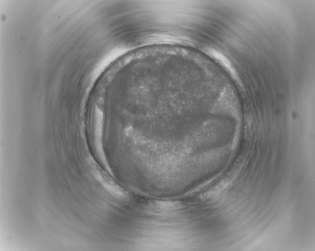 X0000088181427200706051130