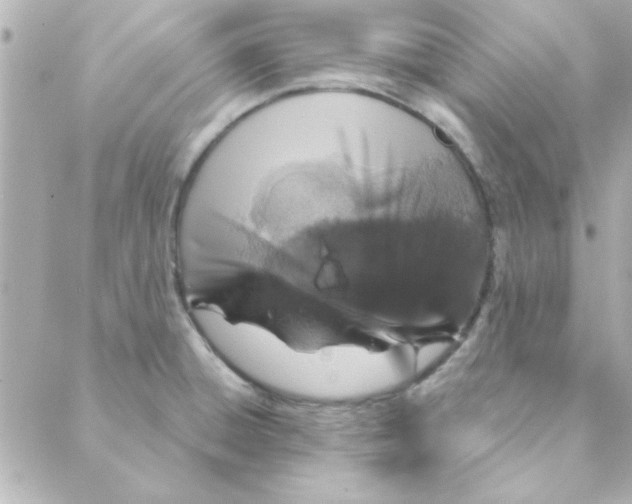 X0000088181428200706051130