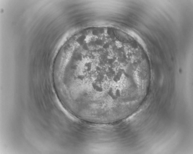 X0000088181429200706051130