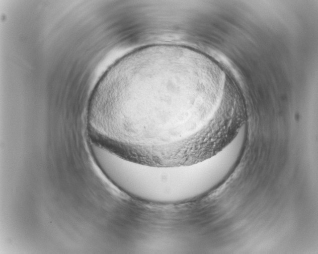 X0000088181432200706051130