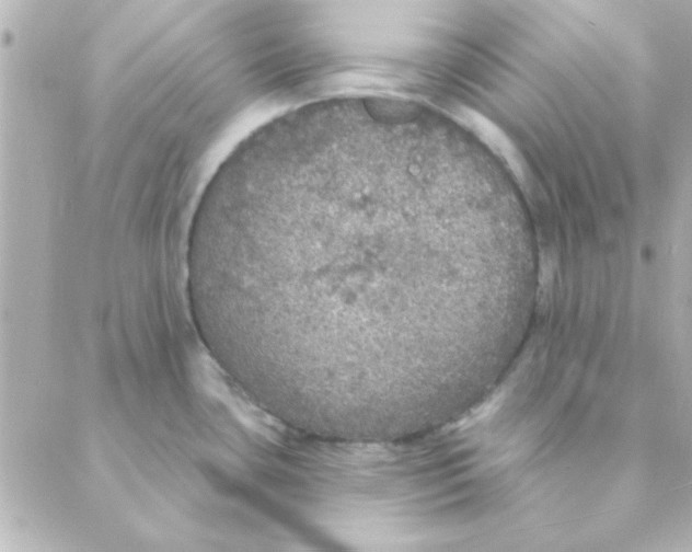 X0000088181435200706051130