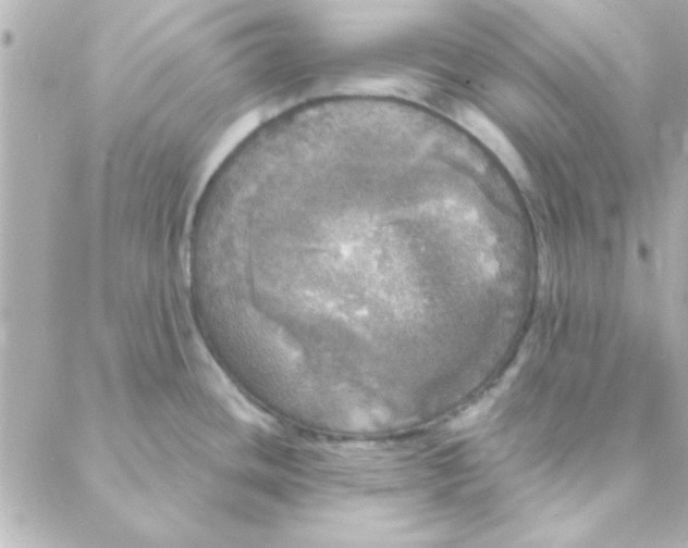 X0000088181436200706051130