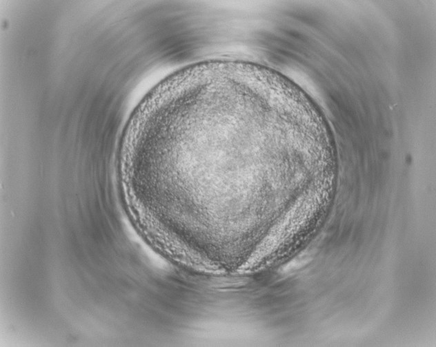 X0000088181440200706051130