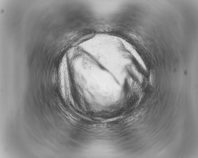 X0000088181444200706051130