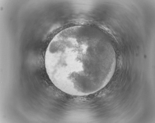 X0000088181446200706051130