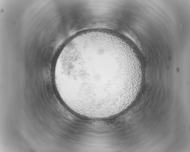 X0000088181452200706051129