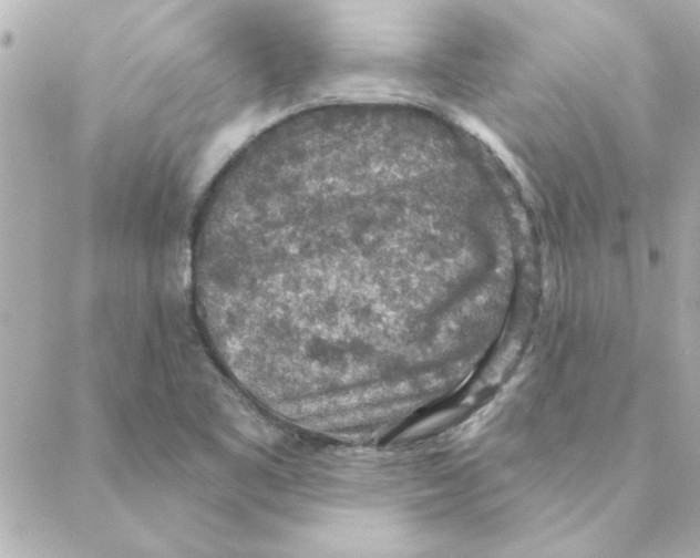 X0000088181461200706051129