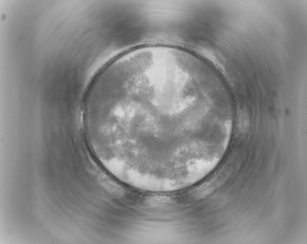 X0000088181462200706051129