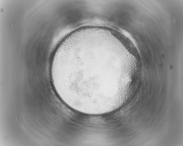 X0000088181464200706051129