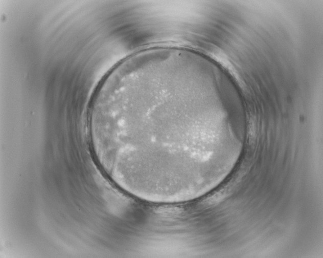 X0000088181466200706051129