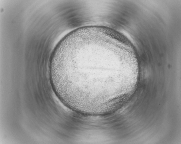 X0000088181468200706051129