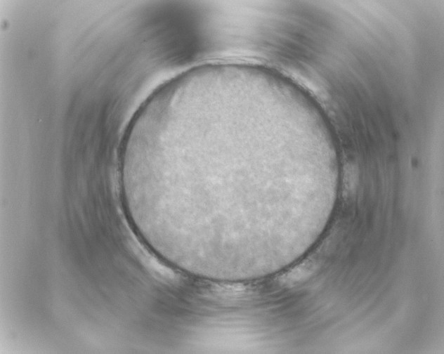 X0000088181470200706051129