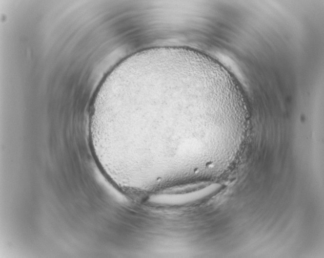 X0000088181476200706051129