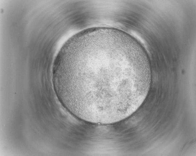 X0000088181480200706051129