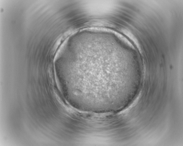 X0000088181481200706051129