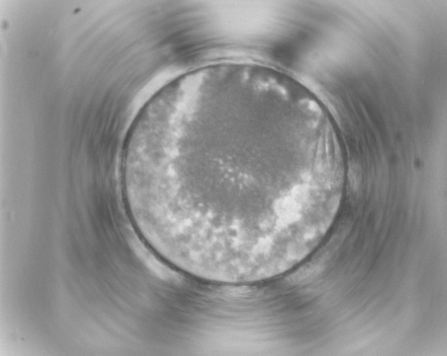 X0000088181482200706051129