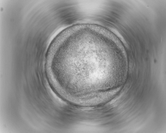 X0000088181484200706051129