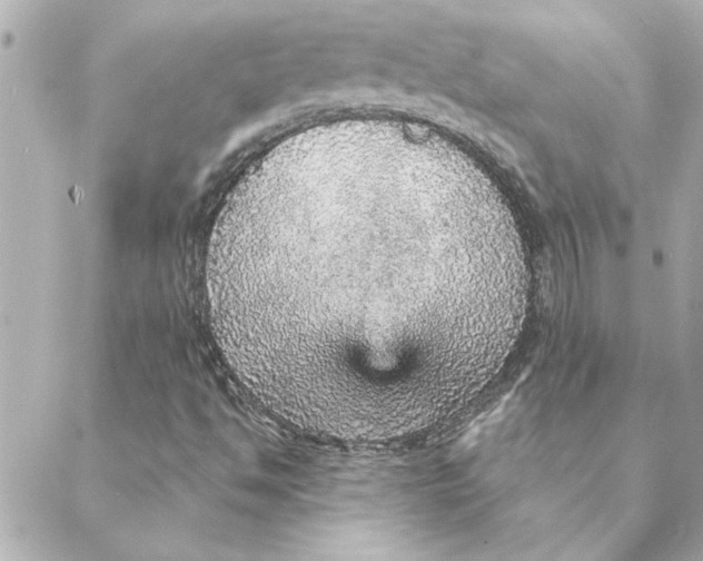 X0000088181494200706051128