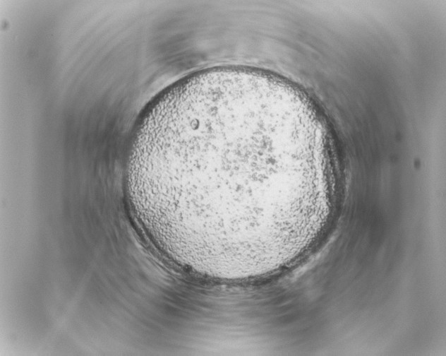 X0000088181505200706051128