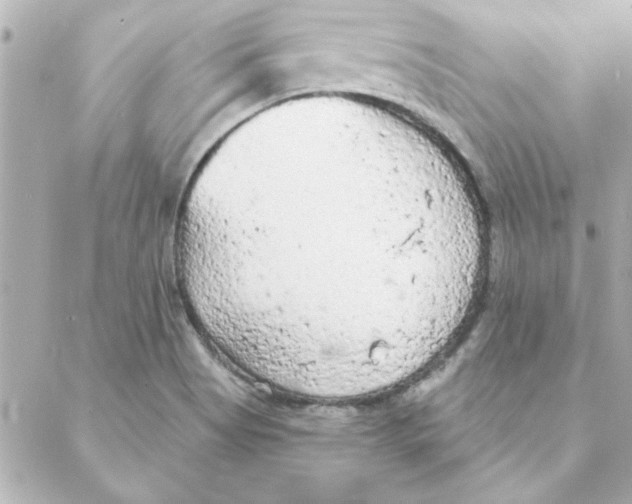 X0000088181513200706051129