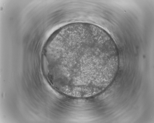 X0000088181515200706051129