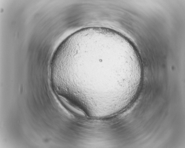 X0000088181517200706051129