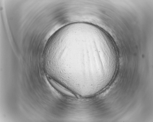 X0000088181521200706051129