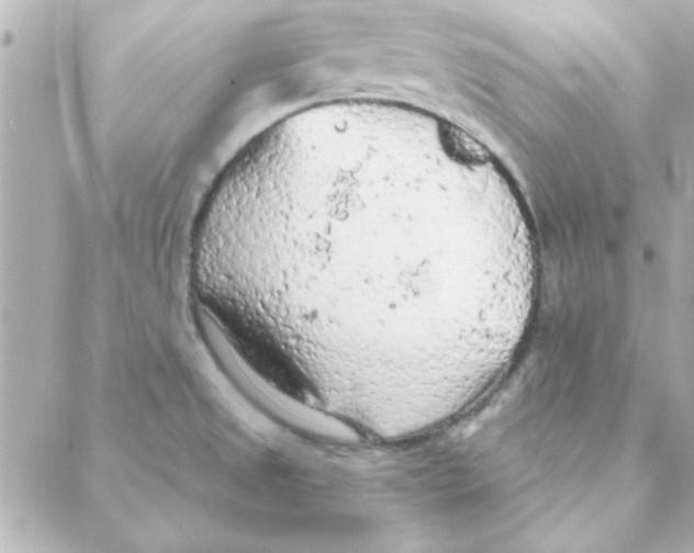 X0000088181525200706051129