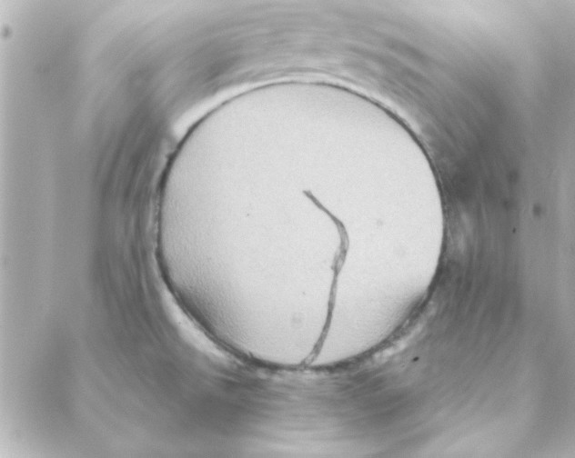 X0000088181526200706051129