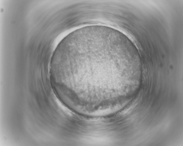 X0000088181535200706051129