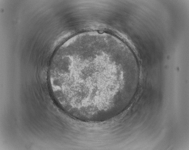 X0000088180010200706121702