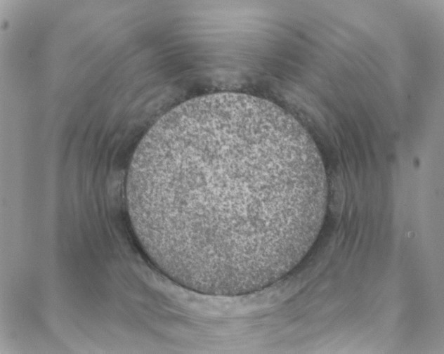 X0000088180034200706121702