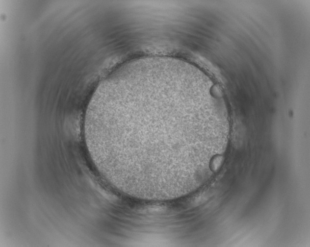 X0000088180065200706121701