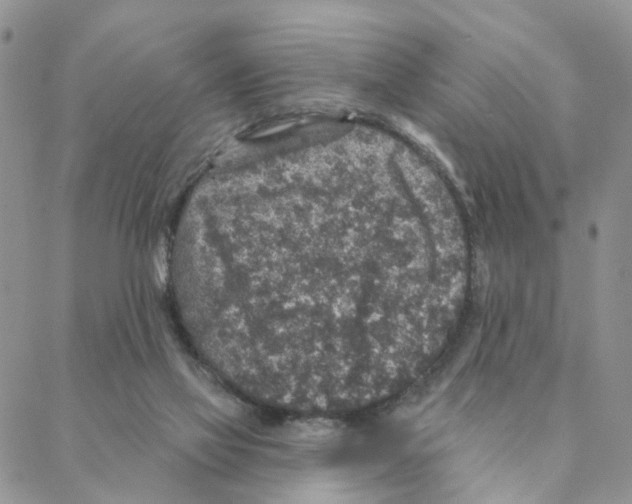 X0000088180069200706121701