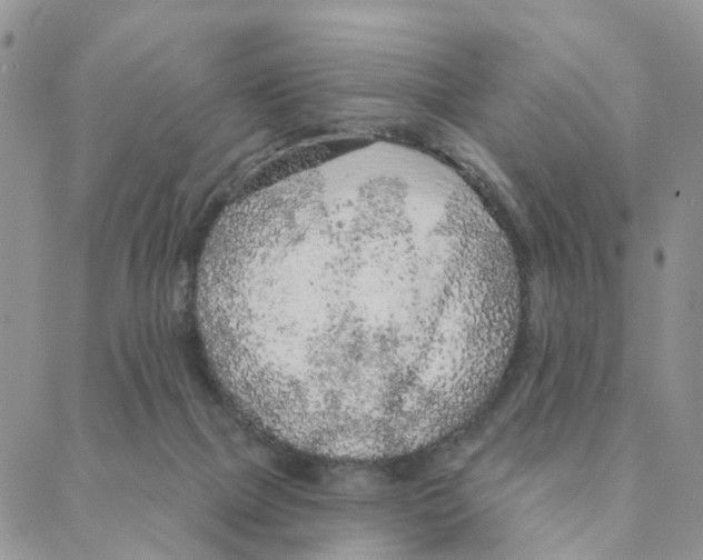 X0000088180073200706121701