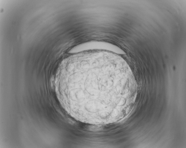 X0000088180094200706121702