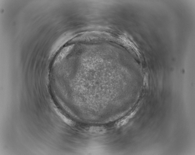 X0000088180101200706121701