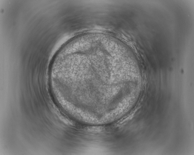 X0000088180102200706121701