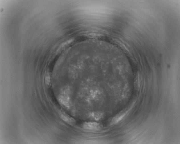 X0000088180137200706121700