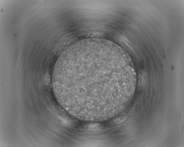 X0000088180173200706121700