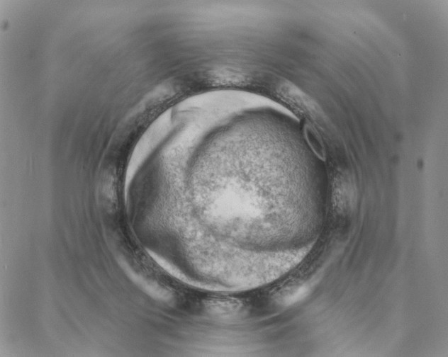 X0000088180215200706121659