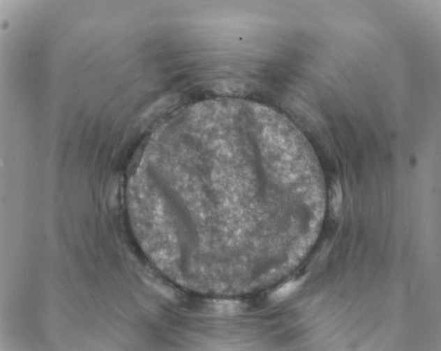 X0000088180233200706121659