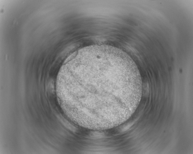 X0000088180238200706121659