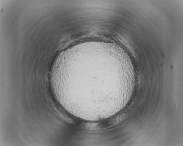 X0000088180265200706121658