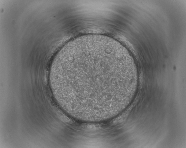 X0000088180305200706121657