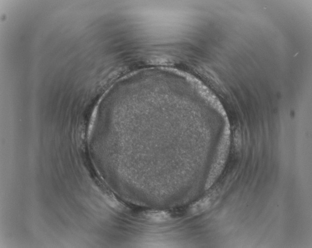 X0000088180322200706121657