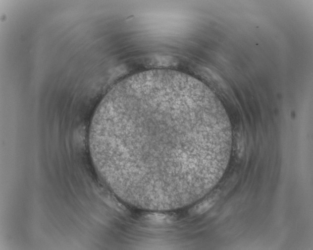 X0000088180326200706121657