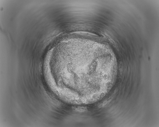 X0000088180359200706121657